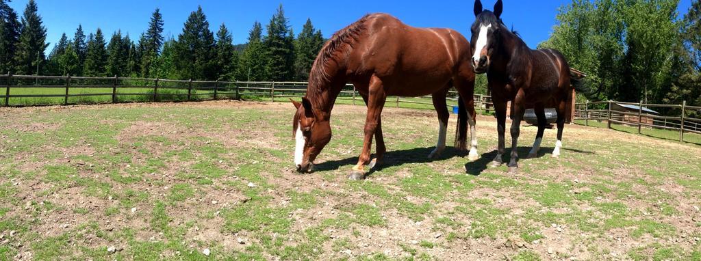 Hitching Post Resort Kelowna Eksteriør bilde