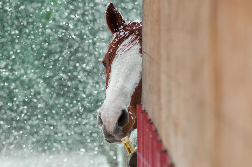 Hitching Post Resort Kelowna Eksteriør bilde